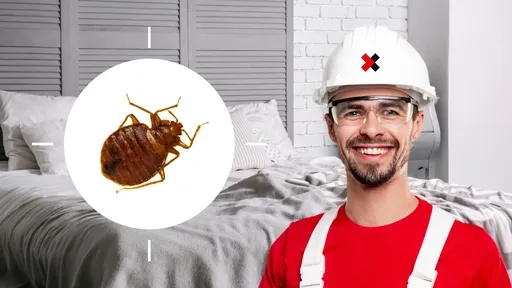 Bed Bug Control Near Me