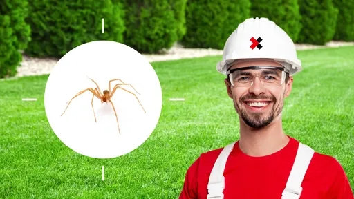 Brown Recluse Spider Control Near Me