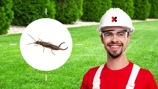 Earwig Exterminator Near Me