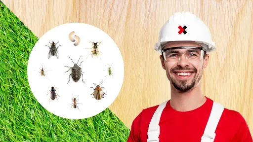 Insect Control Near Me