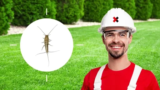Silverfish Control Near Me