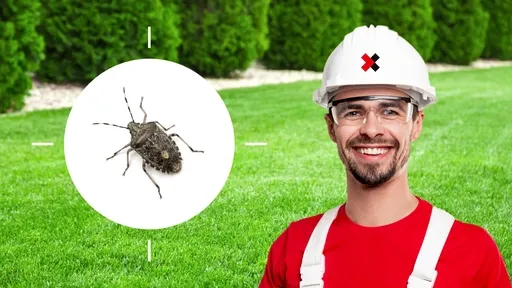 Stink Bug Control Near Me