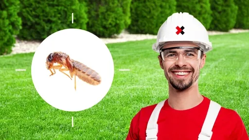 Termite Control Near Me