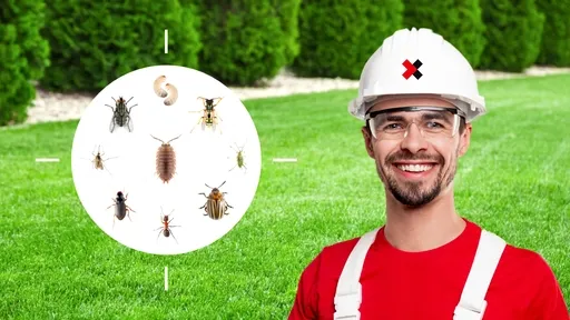 Weevil Control Near Me