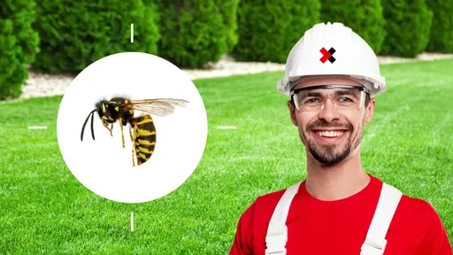 Yellow Jacket Control Near Me
